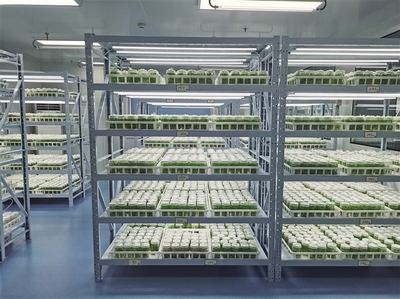 科創(chuàng)賦能 提升百合“芯”動(dòng)力——蘭州市科技局加強(qiáng)種質(zhì)資源保護(hù)引領(lǐng)產(chǎn)業(yè)高質(zhì)量發(fā)展