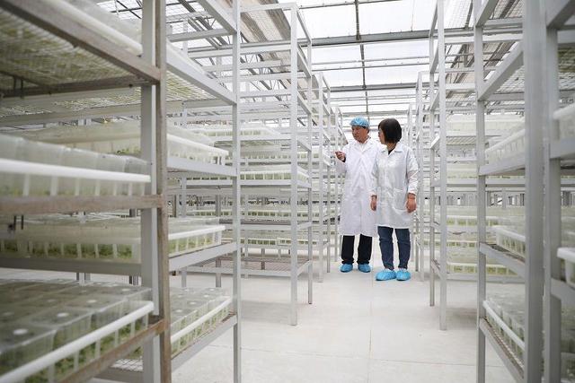 小土豆，大突破 馬鈴薯種業高質量發展觀察