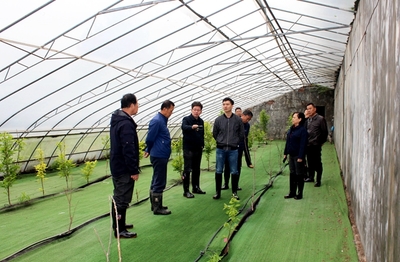 農業科研新篇章 國家柿圃改擴建項目評審會圓滿召開，助推柿產業高質量發展